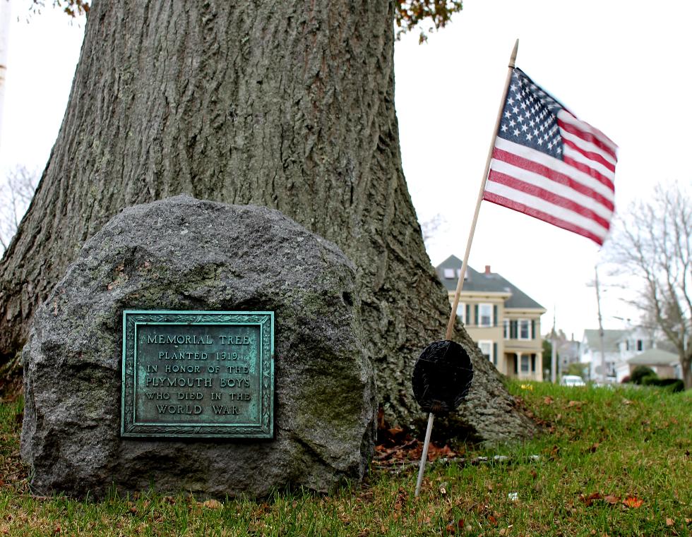 Plymouth Massachusetts World War I Veterans Memorial Tree